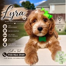 Lyra - Apricot female Goldendoodle puppy in Spring Lake, North Carolina from Pawriffic Pups