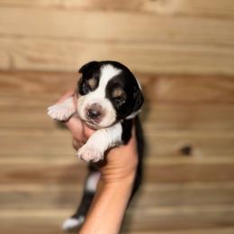 Breezy - Black tri-color female Australian Shepherd puppy in Newton, Mississippi from Bright Star Aussies