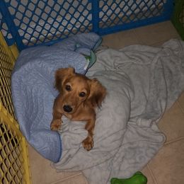 Girl 1 - Dachshund puppy in Florida from DK Miniature Dachshunds