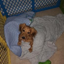 Girl 1 - Dachshund puppy in Florida from DK Miniature Dachshunds