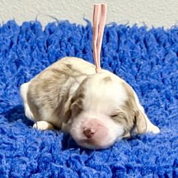 Peach Collar - Apricot female Australian Labradoodle puppy in Coeur D'alene, Idaho from Lake City Labradoodles