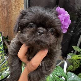 Violet - Blue female Shih Tzu puppy in Apple Valley, California from Southern California Shih Tzu Palace