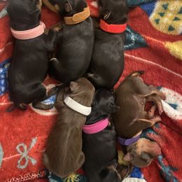 Miniature Pinscher Puppies from LA MINI PINS