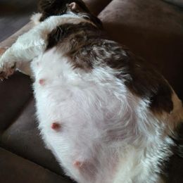 Indie - Shih Tzu