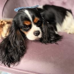 Cavalier King Charles Spaniel puppies from Unicorn Tears and Cavaliers
