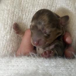 Milo - Dapple male Dachshund puppy in Colorado Springs, Colorado from Clear Creek Dachshunds
