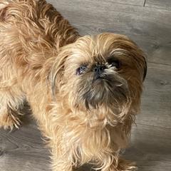 Grace - Brussels Griffon