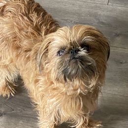 Grace - Brussels Griffon