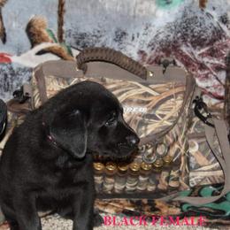 Labrador Retriever Puppies from Copper Creek Outfitters and Kennel