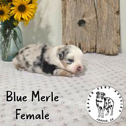 Hanni - Blue merle female Miniature Australian Shepherd puppy in Jaroso, Colorado from Heaven Sent Aussies