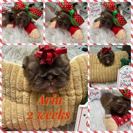 Aria - Liver and white female Shih Tzu puppy in Coolidge, Arizona from Shih Tzu’s  ‘N’ Love
