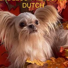 Dutch - Mi-Ki
