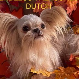 Dutch - Mi-Ki