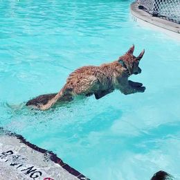 Golden Retriever Puppies from Arkansas River Golden Retrievers