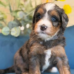 Poppy - Tri-color female Bernedoodle puppy in Yuciapa, California from AlltheDoodlez_