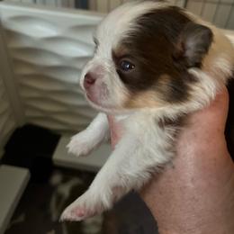 Girl 3 - Tri-colored female Pomeranian puppy in Maplefalls, Washington from Snow peak poms