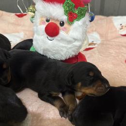 Boy 6 - Black and rust male Doberman Pinscher puppy in Elgin, Texas from New Horizons Kennels