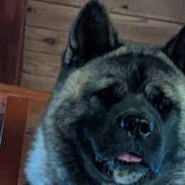 Akita from Gold Country Akitas