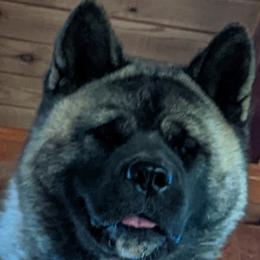 Akita from Gold Country Akitas