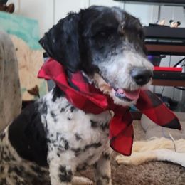 Cookies and Cream - Poodle