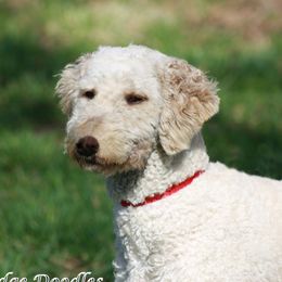 Ellis - Goldendoodle