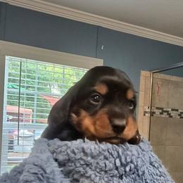 Jet - Black and tan male Dachshund puppy in Homosassa, Florida from Foxies Doxies