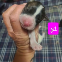 G1 - Brown female Anatolian Pyrenees puppy in Farmersville, Texas from Up Shinn Creek