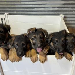 German Shepherd Puppies from Von Ark German Shepherds