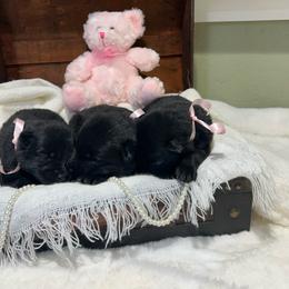 Ariel - Black female German Shepherd puppy in Stanardsville, Virginia from Majestic K9 LLC
