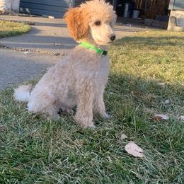 Poodle puppies from Paws&Ponies