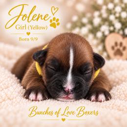 Yellow - Jolene - Fawn female Boxer puppy in Wittmann, Arizona from Bunches of Love Boxers
