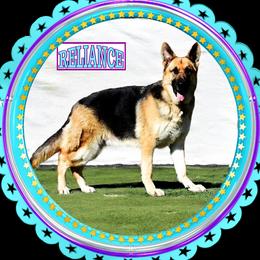 Reliance - German Shepherd
