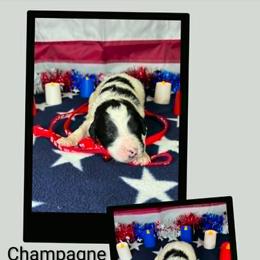 Champagne - Parti female Goldendoodle puppy in Water Valley, Mississippi from Olympian Doodles
