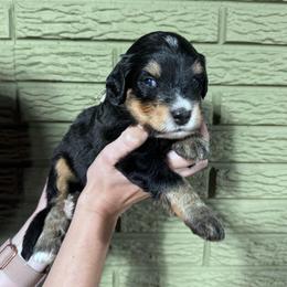 Kiwi - Tri-color male Bernedoodle puppy in Carmichaels, Pennsylvania from JensenBelle Doodles