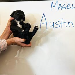 Blue - Black male Portuguese Water Dog puppy in Houston, Texas from Magellan Portuguese Water Dogs