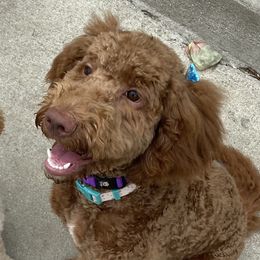 Kyra  - Goldendoodle