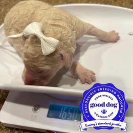 Aruba - White female Poodle puppy in Mobile, Alabama from Semmy’s Standard Poodle LLC
