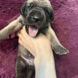 Tucana - Fawn female Great Dane puppy in Ocala, Florida from Cloud9 Bedlingtons and Argos Danes