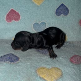 Dachshund Puppies from Dachshund Dad