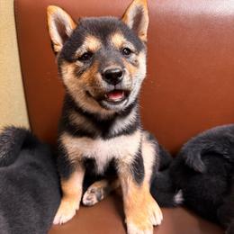 Fawn - Black and tan female Shiba Inu puppy in Las Vegas, Nevada from GBs Shiba Inu's