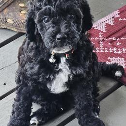 Poodle puppies from Beachdoodle