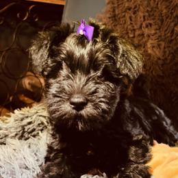 Miniature Schnauzer Puppies from BirBrie's Babies