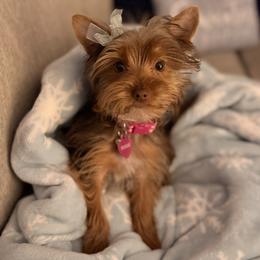 Pumpkin Spice - Chocolate and tan female Yorkshire Terrier puppy in Elgin, Illinois from Mud Puppies