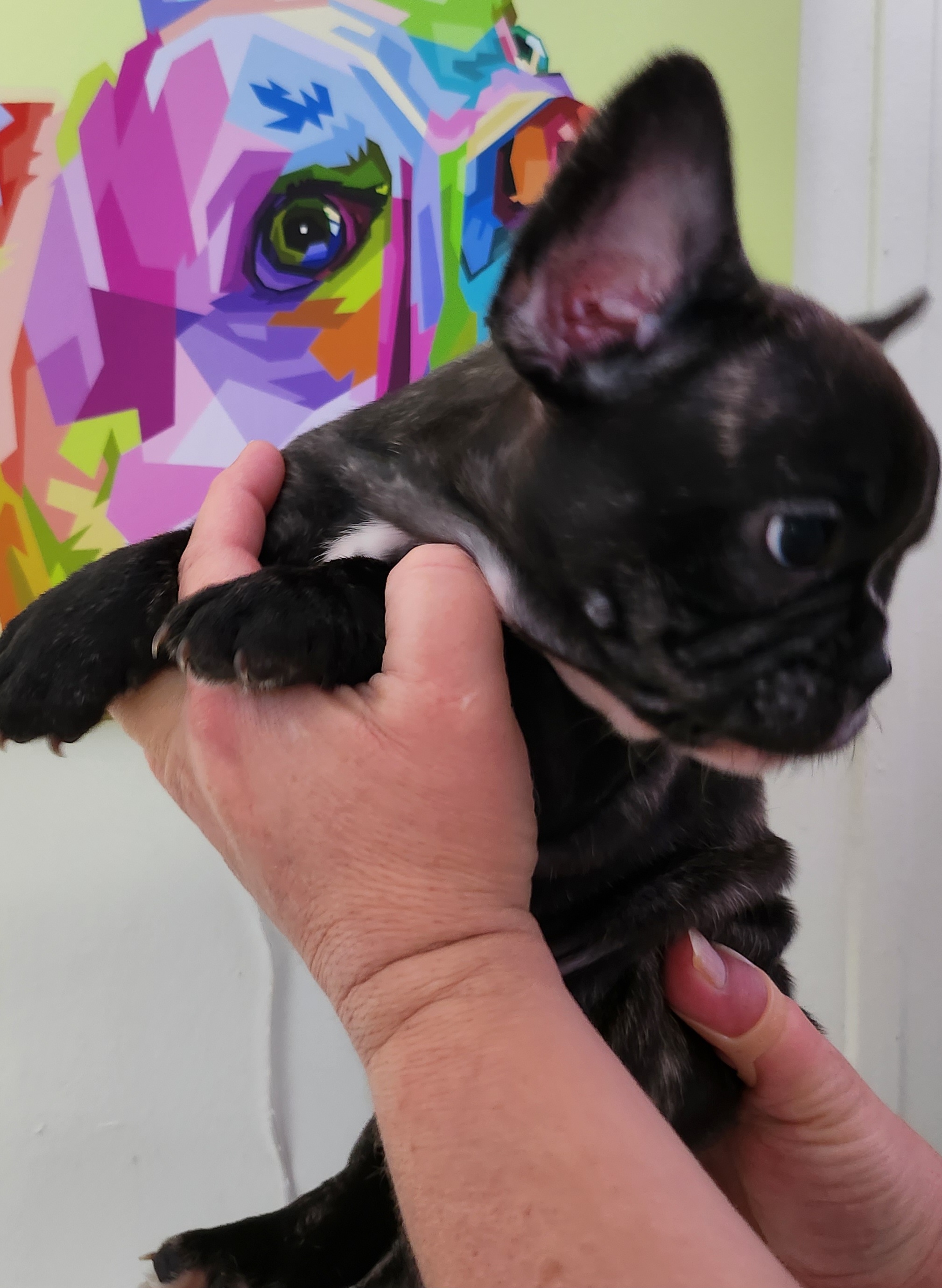 Boy 3 - Brindle French Bulldog puppy in Wattsburg, Pennsylvania from Triple J Frenchies