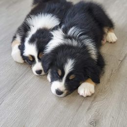 Australian Shepherd and Pembroke Welsh Corgi Puppies from Shellyn’s Pembroke Welsh Corgis & Aussies