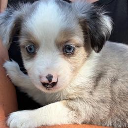 Snickerdoodle - Blue merle female Miniature Australian Shepherd puppy in Ringgold, Louisiana from Barrett's Buddies