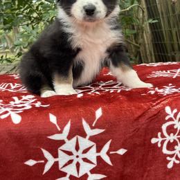 Obsidian - Black tri-color male Australian Shepherd puppy in Alvin, Texas from Oasis Australian Shepherd