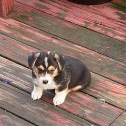Dachshund and Pembroke Welsh Corgi Puppies from Kuhbander Stable