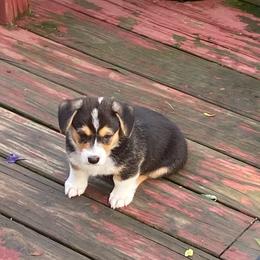 Dachshund and Pembroke Welsh Corgi Puppies from Kuhbander Stable
