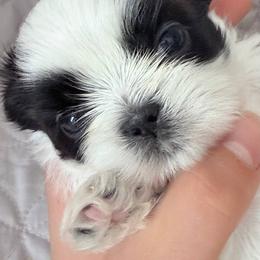 Bianca Sultan's Star - Black and white female Shih Tzu puppy in Moore, South Carolina from Ganna's Shih Tzus